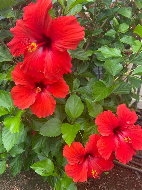 Summer Hibiscus In 2023 Beautiful Flowers Pictures Beautiful Flowers