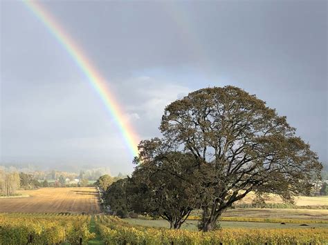 Oregon Custom Handcrafted Wine Tasting Tour - Vine2Wine