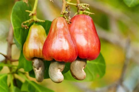 Cashews Related To Poison Ivy Are Cashews The New Poison Ivy