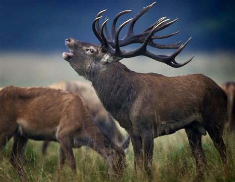 New Zealand Luxury Red Stag Hunting Antlers And Anglers Worldwide Llc