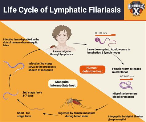 Lymphatic Filariasis Life Cycle