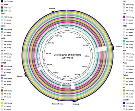 3 Comparison Of The Genomes Of 3480 36950 Hn06 Pm70 M1404 Bukk Download Scientific