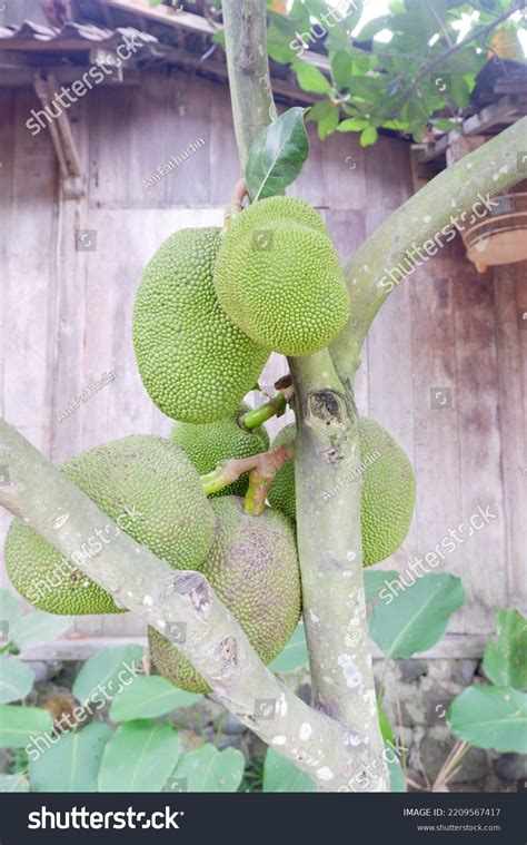 Fresh Jackfruit Still Tree Buah Nangka Stock Photo 2209567417