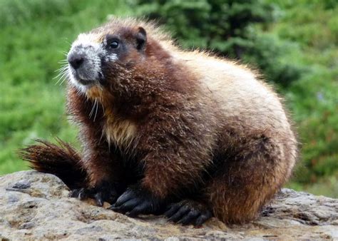 Canada150_Photo2_Marmota vancouverensis – BIObus