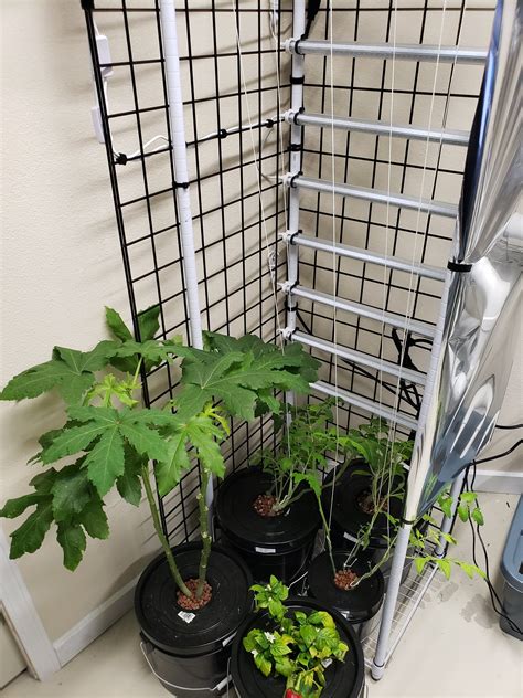 My current setup : r/Hydroponics