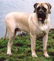 Mastiff breeders links and breed information on pups4sale.com.au.
