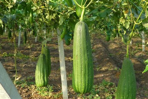 Esponja Vegetal O Luffa Da Naturaleza