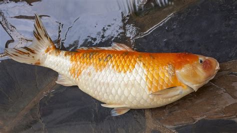 Penyakit Ikan Koi Jenis Penyebab Penanganan Dan Pencegahan