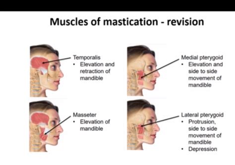 Muscles Of Mastication Flashcards Quizlet