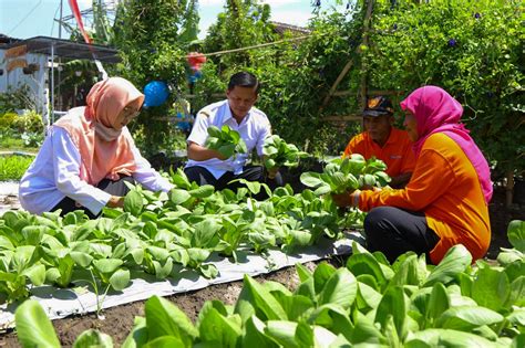 Dorong Pemanfaatan Pekarangan Dkpp Kota Kediri Beri Pendampingan