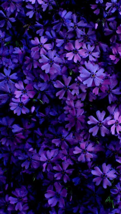 Purple Flowers Iphone Wallpapers Wallpaper Cave