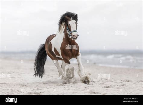 Irish Tinker At The Beach Stock Photo Alamy