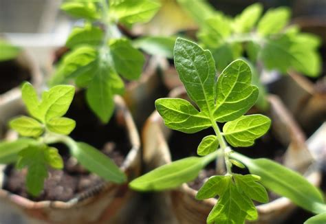 Marrow Long Green Trailing 10 Seeds Bolly Bulbs