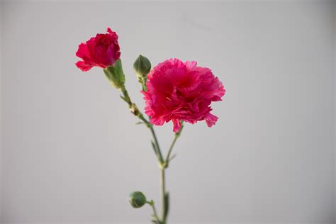 Clavellina Fiusha ACCYFLOR Máxima calidad en flores