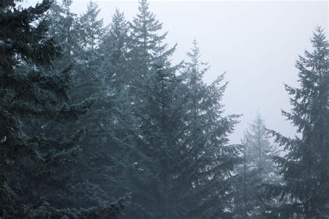 Banco De Imagens árvore Floresta Ramo Neve Inverno Névoa Geada