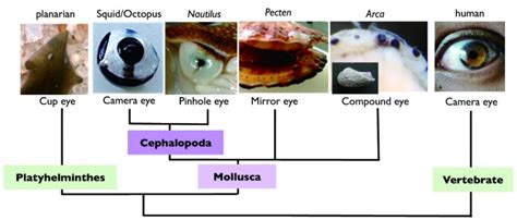 Genetic Mechanisms Involved In The Evolution Of The Cephalopod Camera