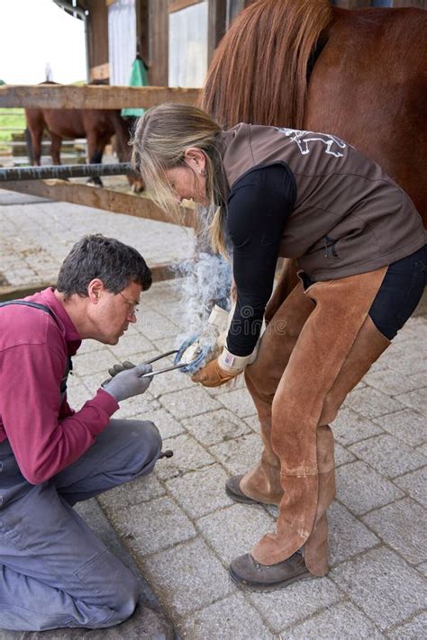 Farmer Wearing Gloves And Shoeing Horse While A Companion Looks On