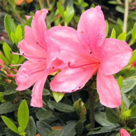 AZALEA nakaharae Azalée japonaise rampante Rhododendron nakaharai