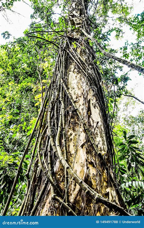 Rbol En Bosque En Costa Rica America Central Foto De Archivo Imagen