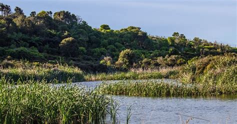 Freshwater And Estuarine Wetlands • Wildlands