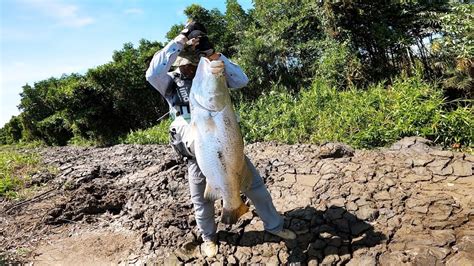 Câu Cá Chẽm Khủng Bằng Mồi Giả Tại Đầm Díp Việt Teo Biggest Fish Ever