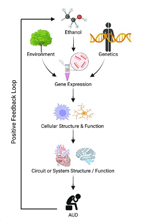 Dysregulated Gene Expression Could Lead To Improper Cellular Function