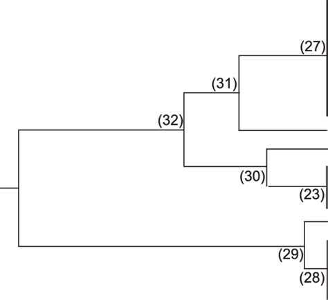 Phylogenetic Analysis By Upgma Method On Nucleotide Sequence Of Its2