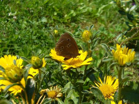 Immagini Belle Natura Erba Prato Prateria Verde Insetto