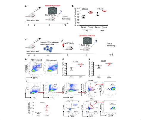 Anemia And Anemic Induced Cecs Enhance Susceptibility To Infection In