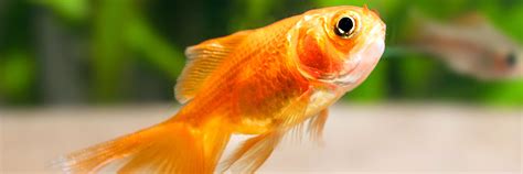 How Long Do Goldfish Live Tips To Improve Goldfish Lifespan