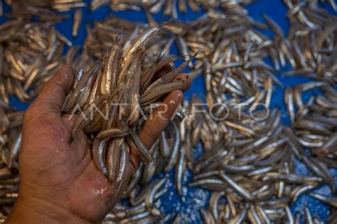 Pasokan Ikan Laut Berkurang Akibat Cuaca Buruk Antara Foto