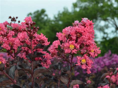 Lagerstroemia Black Solitaire Shell Pink