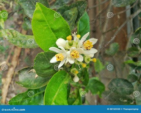 Lime Flower In The Garden Stock Photo Image Of Organic 88165550