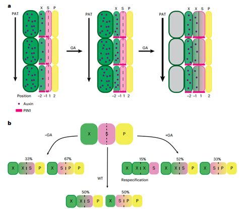 Gibberellin Promotes Polar Auxin Transport To Regulate Cambium Stem