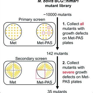 Schematic Representation Of Genome Wide Transposon Mutagenesis Of M