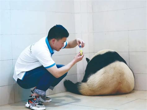 大熊猫饲养员原来是“斜杠青年” 关注森林