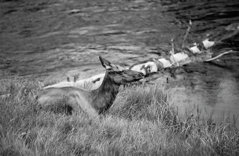 Female Elk Lounging Photograph By Kelsey Sasser Fine Art America