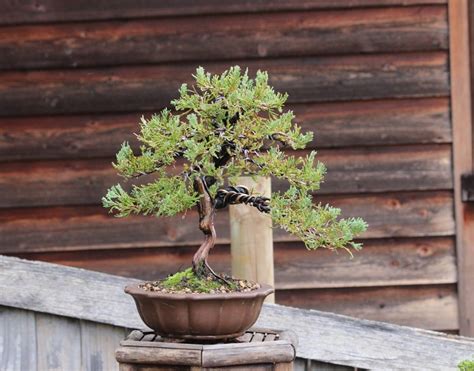 Grey Owl Juniper Care And Growing Guide Homegardeningweb
