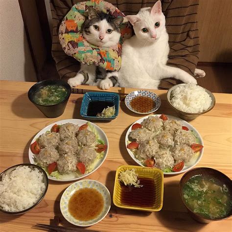 Two Well Behaved Cats Politely Watch Their Humans Enjoy Beautifully Prepared Meals