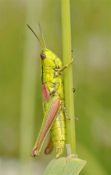 Download A Stunning Close Up Shot Of A Grasshopper