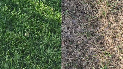 Evangrass Dormant Or Dead How To Know The Difference