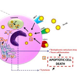 Mechanism Of LDL Oxidation And Monocyte Invasion 1 LDL MM LDL And