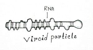 Viroids: Definition, Characteristic Features, Structure, Examples