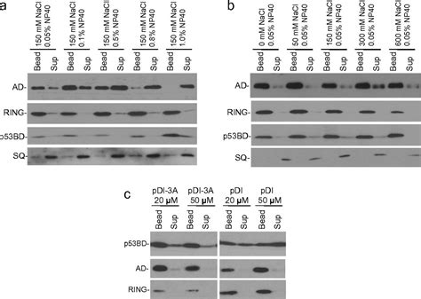 Secondary Interaction Between MDMX And P53 Core Domain Inhibits P53 DNA