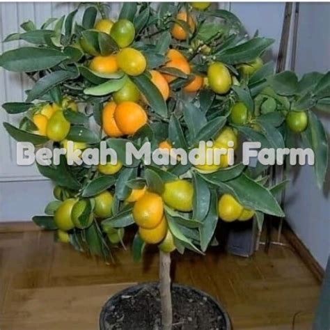 Jual Bibit Tanaman Tinggi Tanaman Buah Jeruk Nagami Ee Shopee Indonesia