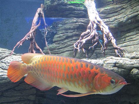 Asian Arowana Photograph By Elaine Haakenson Fine Art America