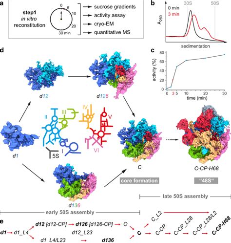 Cryo EM Captures Early Ribosome Assembly In Action Nature