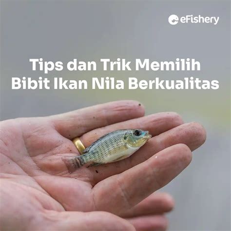 Tips Dan Trik Memilih Bibit Ikan Nila Berkualitas