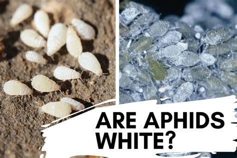 Are Aphids White? How to Spot and Get Rid of White Aphids – Backyard Garden Geek