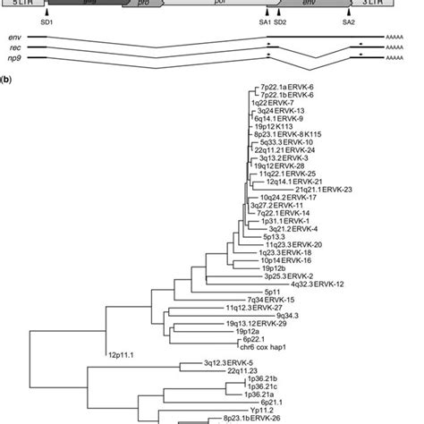 Herv K Hml Provirus Structure And Sequence Comparison Of The